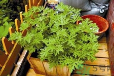 驅(qū)蚊草可以驅(qū)蚊嗎？驅(qū)蚊草有用嗎？