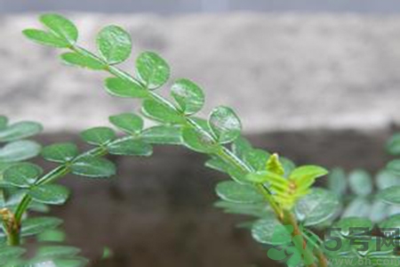 驅(qū)蚊草可以驅(qū)蚊嗎？驅(qū)蚊草有用嗎？