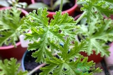 驅(qū)蚊草可以驅(qū)蚊嗎？驅(qū)蚊草有用嗎？