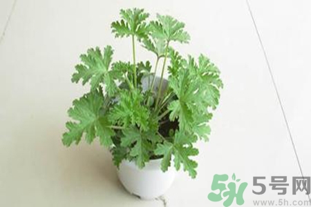 驅(qū)蚊草孕婦可以聞嗎？驅(qū)蚊草對(duì)孕婦有害嗎？