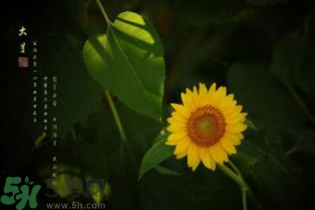 大暑吃什么水果？大暑吃什么水果養(yǎng)生？