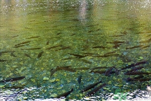洪水里的魚能吃嗎？洪水里的魚可不可以吃？