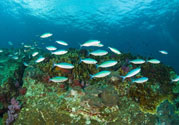 洪水里的魚(yú)能吃嗎？洪水里的魚(yú)可不可以吃？