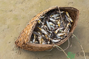 洪水里的魚能吃嗎？洪水里的魚可不可以吃？