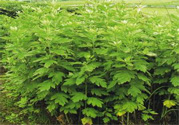 夏天可以用艾草驅(qū)蚊嗎？夏天可不可以用艾草驅(qū)蚊？