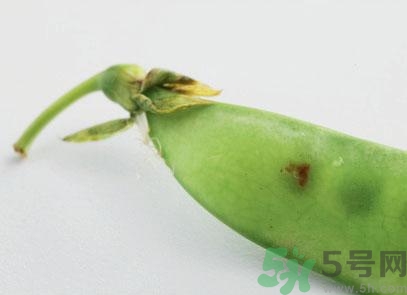 煮豌豆怎么做好吃？煮豌豆的做法