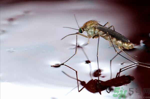 蚊子叮的癢怎么辦？蚊子叮的大包怎么辦？