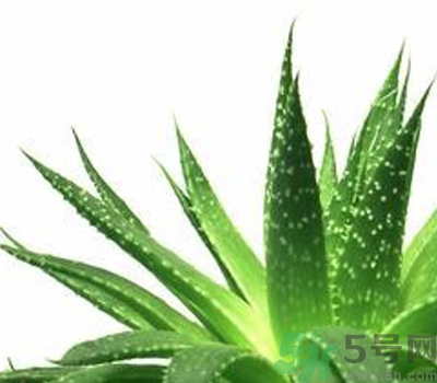 蘆薈膠會(huì)堵塞毛孔嗎？蘆薈膠應(yīng)該怎么用？