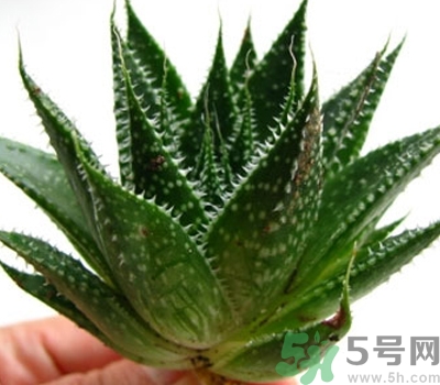 蘆薈膠會堵塞毛孔嗎？蘆薈膠應該怎么用？