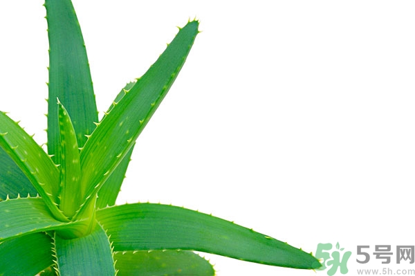 蘆薈能去斑嗎？蘆薈膠會(huì)使皮膚變黑嗎？