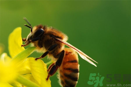 被蜜蜂蟄了怎么辦？被蜜蜂蟄了如何處理？