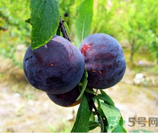孕婦可以吃黑布林嗎？孕婦吃黑布林的好處？