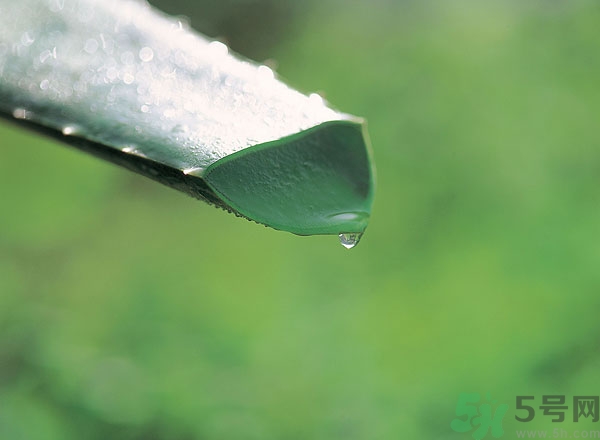 蘆薈能治痱子嗎？長痱子用什么藥？