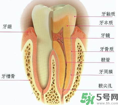 牙齒根管治療多少錢？根管治療一顆要多少錢？