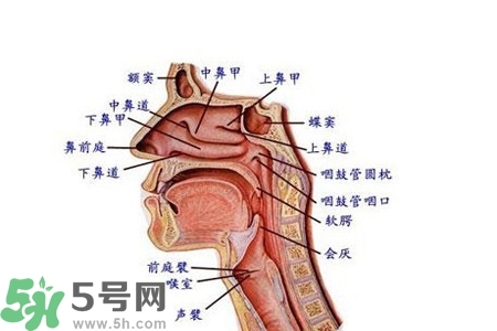 慢性咽炎的發(fā)病因素？慢性咽炎的并發(fā)癥有哪些？