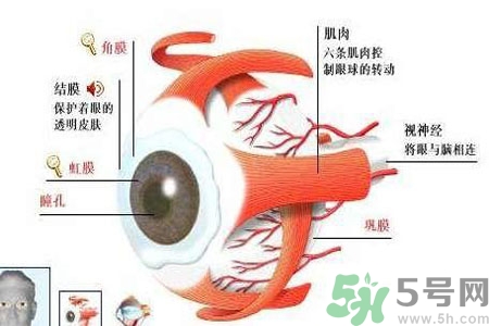 白內(nèi)障的護(hù)理措施是什么？白內(nèi)障的飲食護(hù)理有哪些？