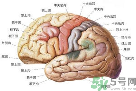 腦出血的治療方法是什么？腦出血可以用哪些藥物治療？