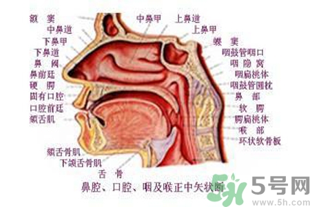 鼻咽癌的日常措施是什么？鼻咽癌注意的飲食有哪些？