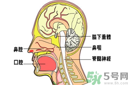 鼻咽癌的治療方法是什么？鼻咽癌可以用什么藥物治療？
