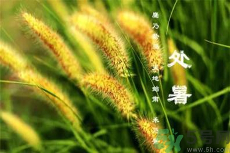 處暑出生的人怎么取名？處暑出生的人的命運？
