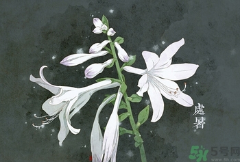 處暑出生的人怎么取名？處暑出生的人的命運？