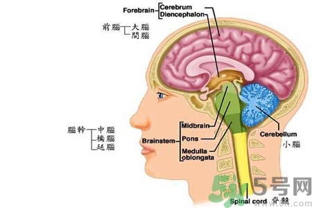 帕金森要注意哪些措施？帕金森的飲食需注意什么？