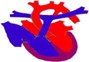 心臟病的癥狀是什么？心臟病的種類有哪些？