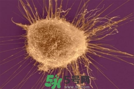 不宜過(guò)多食用辣椒的人群有哪些？夏天吃辣椒的好處有哪些？