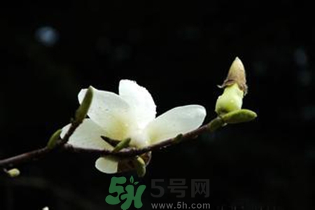 優(yōu)曇花是什么花？優(yōu)曇花現(xiàn)實中有嗎？