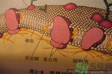 膽固醇對人體有傷害嗎？膽固醇是什么？