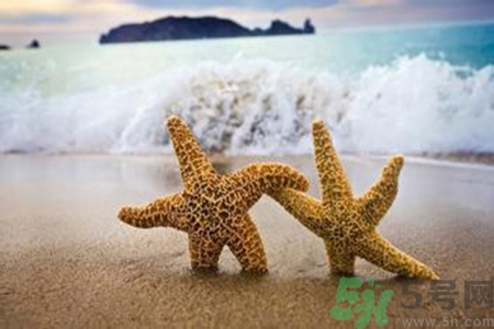 海星可以離開水嗎？海星離開水還可以活多久？