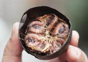 羅漢果可以治療慢性咽炎嗎？慢性咽炎中藥藥方推薦