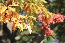 如何應(yīng)對(duì)秋老虎？秋老虎如何養(yǎng)生？