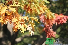 秋天換季病有哪些？秋天該如何保健養(yǎng)生呢？