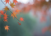 如何應(yīng)對(duì)秋老虎？秋老虎如何養(yǎng)生？