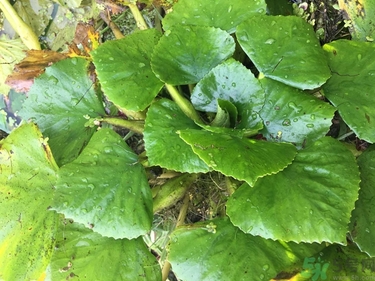 菱角和豬肉能一起吃嗎？菱角和什么不能一起吃？