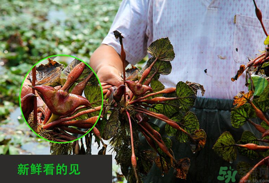 菱角是發(fā)物嗎？菱角是寒性的嗎？