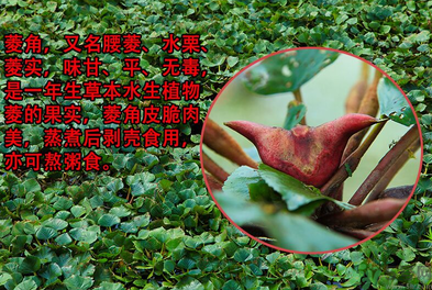 菱角是發(fā)物嗎？菱角是寒性的嗎？