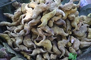 菱角是什么？菱角是什么季節(jié)成熟的？