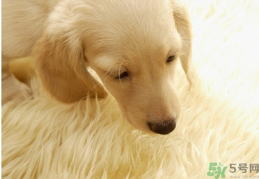 孕婦可以和狗狗在一起嗎？孕婦和狗狗接觸好不好？