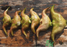 菱角懷孕可以吃嗎？孕婦能吃菱角嗎？