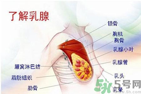 女性胸部按摩的好處有哪些？女性胸部按摩方法是什么？
