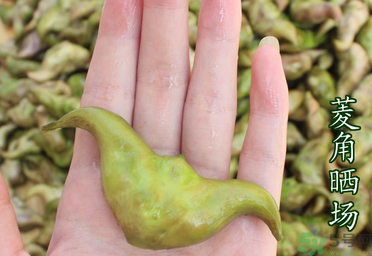 菱角懷孕可以吃嗎？孕婦能吃菱角嗎？
