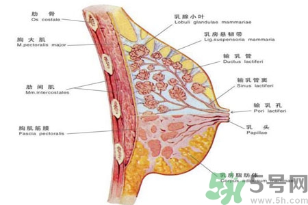 乳腺增生可以懷孕嗎？如何預(yù)防乳腺增生？