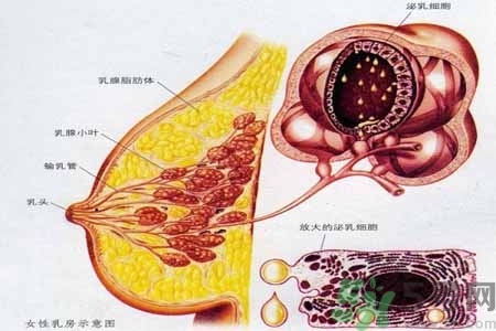 乳腺增生可以懷孕嗎？如何預(yù)防乳腺增生？