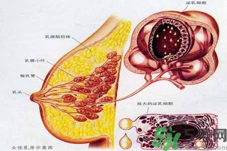 乳腺增生治療方法是什么？乳腺增生的檢查方法有哪些？