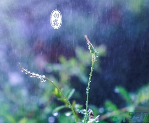 白露茶是什么茶？白露為什么要喝白露茶？