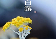 白露茶是什么茶？白露為什么要喝白露茶？
