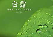 白露喝什么茶？白露養(yǎng)生茶飲推薦