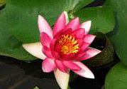 處暑如何養(yǎng)生？處暑養(yǎng)生要注意什么？
